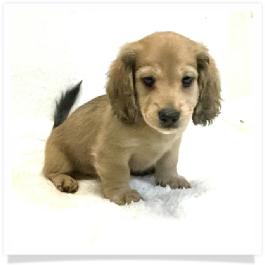 Harper's AKC Shaded Cream Longhair Male Miniature Dachshund Puppy