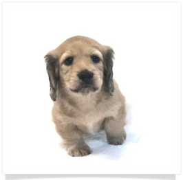 Shaded English Cream Longhair Male Miniature Dachshund Puppy