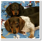 Giselle the black and tan short hair miniature dachshund and new Pal Stetson 