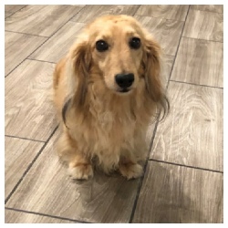 Porths Dachs Unlimited Duncan Brody - AKC Shaded English Cream Long Hair Male Miniature Dachshund from Dachs Unlimited in Dayton, Texas (northeast of Houston)