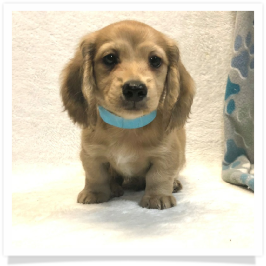 Harper's AKC Shaded Cream Longhair Male Miniature Dachshund Puppy