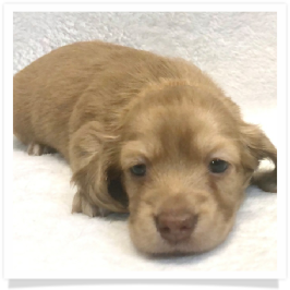 Harper's AKC Solid Cream Longhair Female Miniature Dachshund Puppy