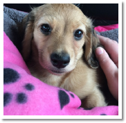 Honey Bun the shaded cream long hair female puppy from dachsunlimited.com in her Happy Home!