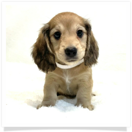 Harper's AKC Shaded Cream Longhair Female Miniature Dachshund Puppy