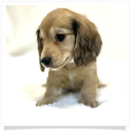 Harper's AKC Shaded Cream Longhair Female Miniature Dachshund Puppy