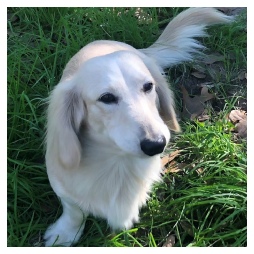Cherokee Creeks Landon Light - AKC Light Cream Long Hair Male Miniature Dachshund from Dachs Unlimited in Dayton, Texas (northeast of Houston)