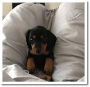 Rex the black and tan miniature dachshund from dachsunlimted.com found a comfy spot!