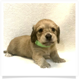 Harper's AKC Shaded Cream Longhair Female #1 (Green Collar) Miniature Dachshund Puppy
