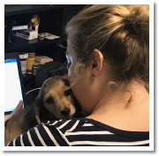 Odie the shaded English Cream Longhair male miniature dachshund puppy in his new home with the Blackburn Family, Fannett, Texas