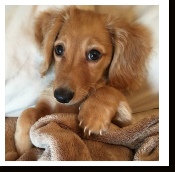 Oliver - The Long Hair Miniature Dachshund from Dachs Unlimited