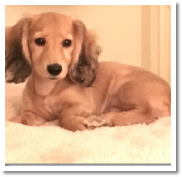 Darcy the shaded cream long hair female miniature dachshund from dachsunlimited.com in her new home in Waco Tx.