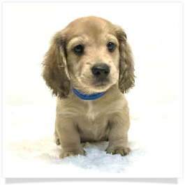Harper's AKC Shaded Cream Longhair Male Miniature Dachshund Puppy