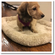 Darcy the shaded cream long hair female miniature dachshund from dachsunlimited.com in her new home in Waco Tx.