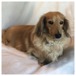 HHF Cindy Loo Who - AKC Shaded English Cream Long Hair Female Miniature Dachshund from Dachs Unlimited in Dayton, Texas (northeast of Houston)