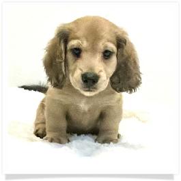 Harper's AKC Shaded Cream Longhair Male Miniature Dachshund Puppy