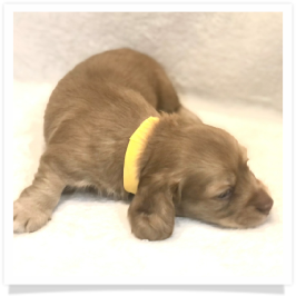 Harper's AKC Solid Cream Longhair Female Miniature Dachshund Puppy