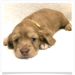 Harper's AKC Solid Cream Longhair Female Miniature Dachshund Puppy