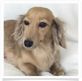 Ellie - Grand Oaks Miss Ellie May Whovier - AKC Shaded English Cream Long Hair Female Miniature Dachshund