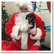 Ho! Ho! Ho! Rex the black and tan miniature dachsund from dachsunlimited.com having a Happy Holiday with Santa 