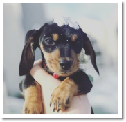 Let it Snow! Rex the black and tan miniature dachshund from dachsunlimited.com in Colorado Springs, CO