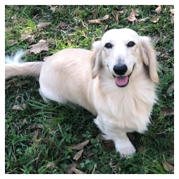 Cherokee Creeks Landon Light - AKC Light Cream Long Hair Male Miniature Dachshund from Dachs Unlimited in Dayton, Texas (northeast of Houston)