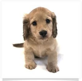 Shaded English Cream Longhair Female Miniature Dachshund Puppy