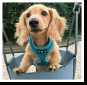 Oliver - The Long Hair Miniature Dachshund from Dachs Unlimited