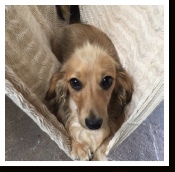 Gabi - The shaded English Cream Long Hair Miniature Dachshund from Dachs Unlimited