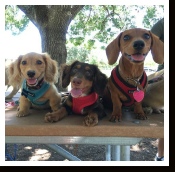 Oliver - The Long Hair Miniature Dachshund from Dachs Unlimited