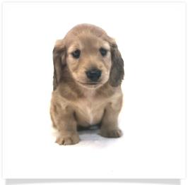 Shaded English Cream Longhair Male Miniature Dachshund Puppy