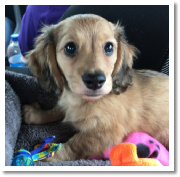 Honey Bun the shaded cream long hair female puppy from dachsunlimited.com in her Happy Home!