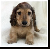 Sam the Shaded English Cream Male Miniature Dachshund from Dachs Unlimited