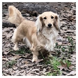 Dachs Unlimited Bentley of Whoville - AKC Shaded English Cream Longhair Female Miniature Dachshund from Dachs Unlimited in Dayton, Texas (northeast of Houston)