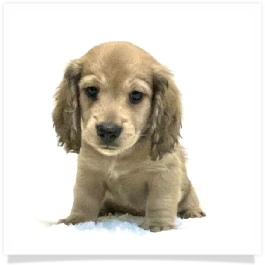 Harper's AKC Shaded Cream Longhair Male Miniature Dachshund Puppy