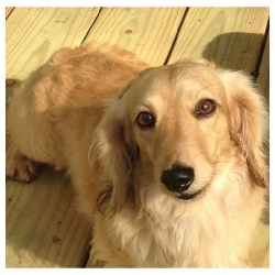 Porths Dachs Unlimited Duncan Brody - AKC Shaded English Cream Long Hair Male Miniature Dachshund from Dachs Unlimited in Dayton, Texas (northeast of Houston)