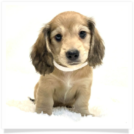 Harper's AKC Shaded Cream Longhair Female Miniature Dachshund Puppy