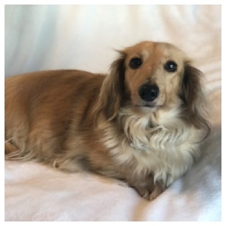  HHF Cindy Loo Who - AKC Shaded English Cream Long Hair Female Miniature Dachshund from Dachs Unlimited in Dayton, Texas (northeast of Houston)