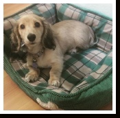 Gemma - the Shaded English Cream Long Hair Miniature Dachshund from Dachs Unlimited