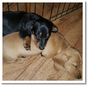 Giselle the black and tan short hair miniature dachshund with her new best friend Ursula