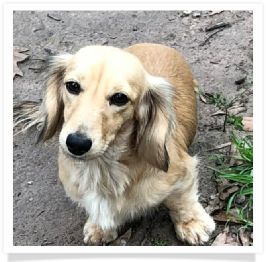 Betty Loo Who II (Loo Loo) - AKC Shaded English Cream Long Hair Miniature Dachshund