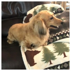 Porths Dachs Unlimited Duncan Brody - AKC Shaded English Cream Long Hair Male Miniature Dachshund from Dachs Unlimited in Dayton, Texas (northeast of Houston)