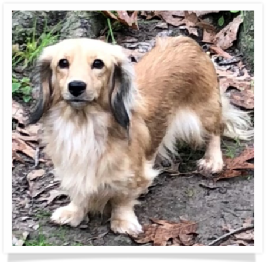 Manghams Royal Delight Paisley - AKC Shaded Eglish Cream Long Hair Female Miniature Dachshund