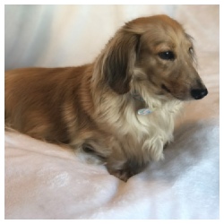 HHF Cindy Loo Who - AKC Shaded English Cream Long Hair Female Miniature Dachshund from Dachs Unlimited in Dayton, Texas (northeast of Houston)