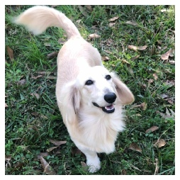 Cherokee Creeks Landon Light - AKC Light Cream Long Hair Male Miniature Dachshund from Dachs Unlimited in Dayton, Texas (northeast of Houston)