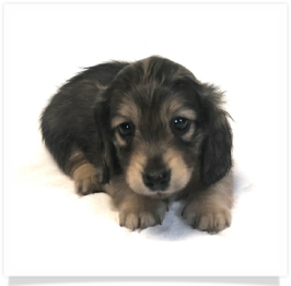 Shaded Cream Longhair Female Miniature Dachshund Puppy