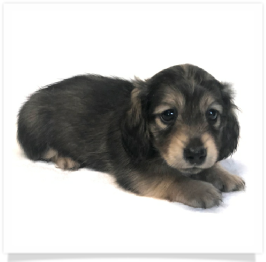 Shaded Cream Longhair Female Miniature Dachshund Puppy