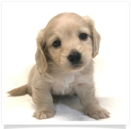 Solid Light Cream Longhair Female Miniature Dachshund Puppy