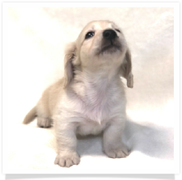 Solid Light Cream Longhair Male Miniature Dachshund Puppy