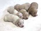 Lilly and Landon's litter of English Cream puppies