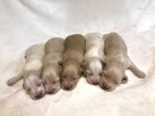 Lilly and Landon's litter of English Cream puppies